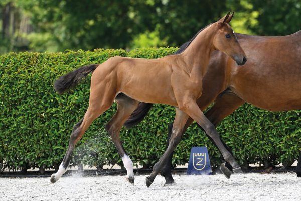 Zangersheide Quality Auction - Saturday Foals - Explore the